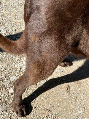 My chocolate lab after she had been at the groomers from 8-10:30.