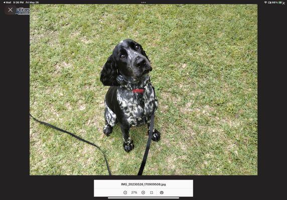 Off Leash K9 Training - Augusta