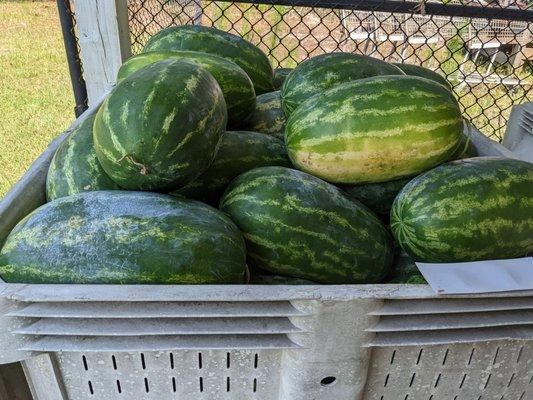 HUGE watermelons!