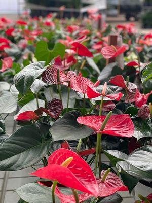 Anthuriums