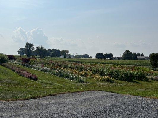 More flower fields