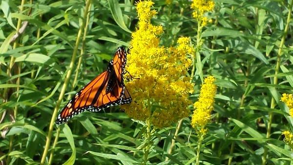 A visiting monarch butterfly.