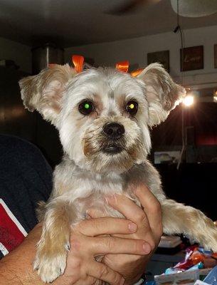 Fiona with her little orange bows!