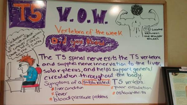 Vertebra of the Week