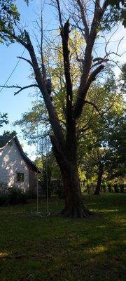 Large maple we removed