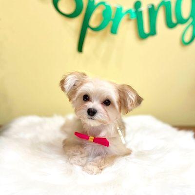 Yorkiepoo Groom by Anna