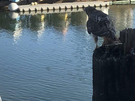 From inside the club last month, I watched this one catch lunch from the shore. This club is fun and easy to join.