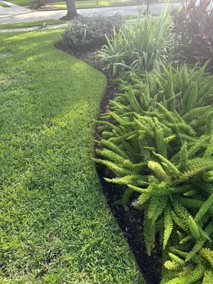 Asparagus Ferns love a nice and healthy environment.