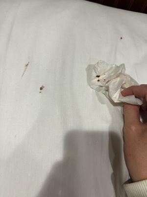 Three bed bugs I squished on the bed.