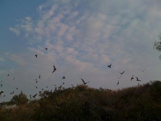 Eckert James River Bat Cave