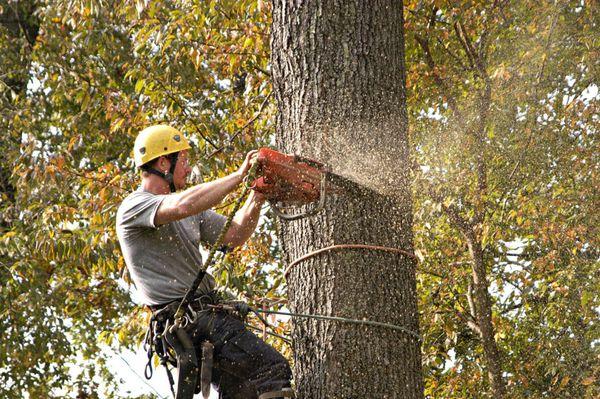 Jaime's Tree Service