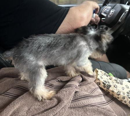 Side view of my puppy after her grooming!