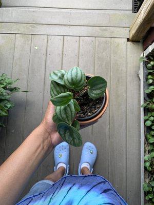 Watermelon peperomia