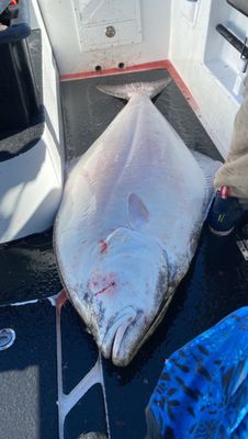 180 halibut take on cut baits an xxxblood fish attractant Og garlic from Amaysingfishing.net