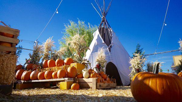 Pumpkin season!