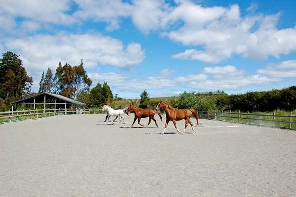 Icssoma Farm