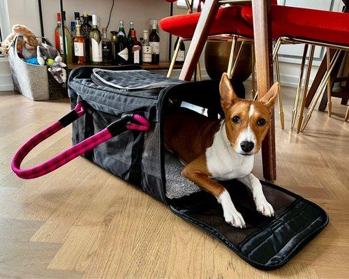 Phoebe training on her airplane carrier so we can explore foreign lands together.