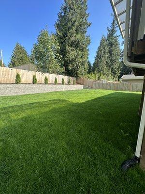 Retaining wall, tree, and hydroseed