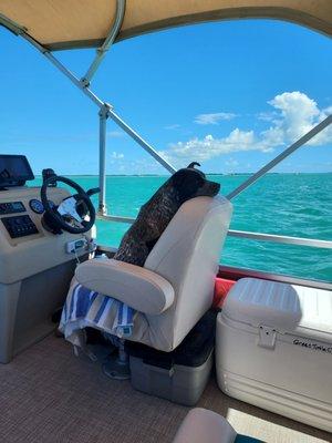 First Mate Panda- relaxing in the Captains seat!