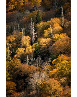 Blue Ridge Autumn