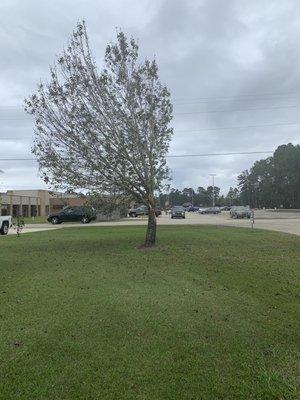 One ornamental pear tree