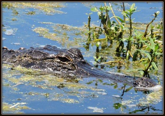 Gator seen at Glen oaks (Photo by Todd.G)