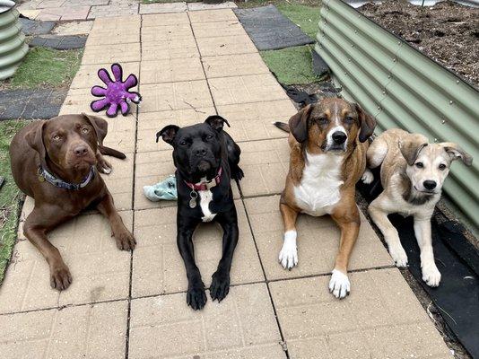 Willow, Scrunchie, Penny, and Julian during one of our socialization playdates.