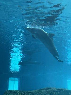 Dolphin sleeping