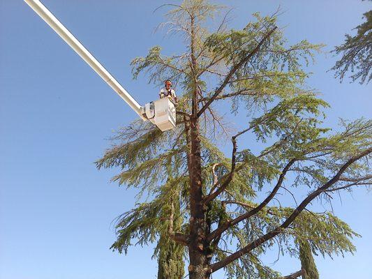 Cottonwood Tree Service