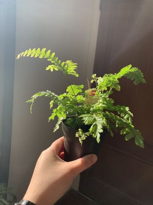 MaidenHair Fern for $6