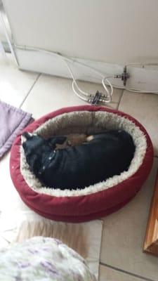 Kirby relaxing in his bed after the groomer.