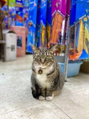 MIMI, bodega/ store cat; 5 years old, female (10/2023)