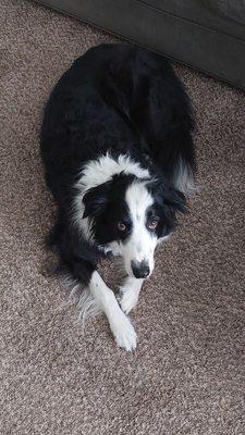 ROWDY - our loving rescued Border Collie.