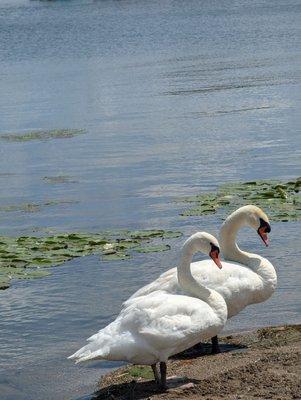 Have a seat out back by the water and enjoy your food or ice cream while watching the swans and boats.