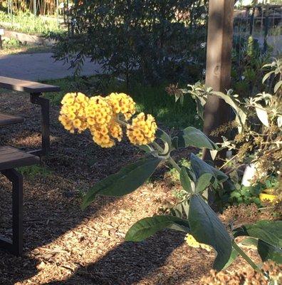 Yellow flower butterfly bush