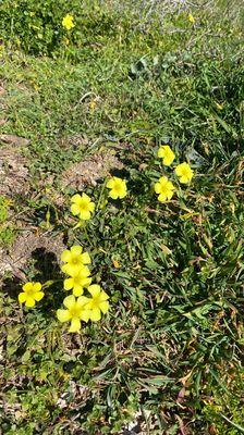 Lots of beautiful wild flowers around