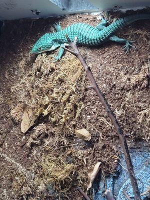 Abronia