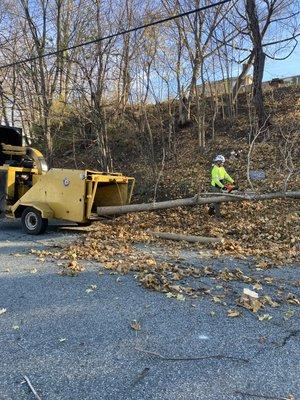 Removing trees