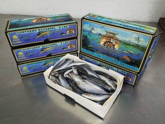 FROZEN NORTHERN MACKEREL, 5LB BOX ONLY $13.99!