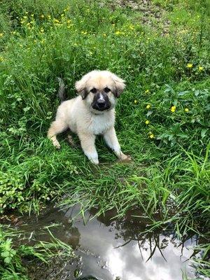 Baby Sampson frolicking in the dandelions!