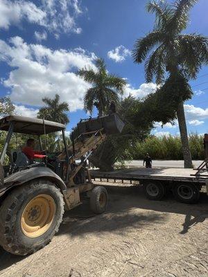 Loading huge Fishtail Palms at our field grown, nursery.