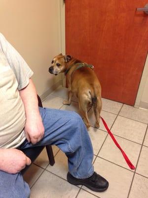 Zeus at the vet. He doesn't like being at the vet. He's ready to go home.