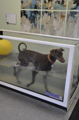 Doberman in underwater treadmill.