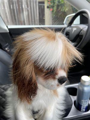 Poofy boy Riley after leapt into Morro Bay for a swim, and got cleaned up at All Paws!