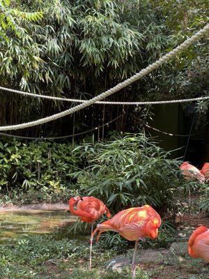 Flamingo Exhibit