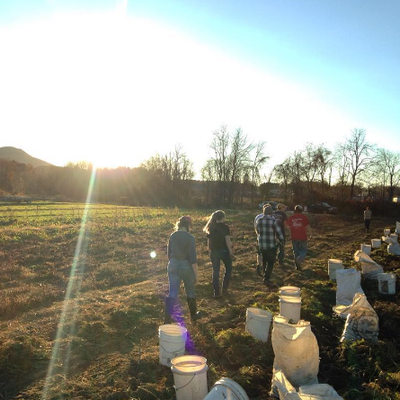 The crew harvests roots for the share.