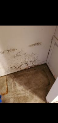 Mold from apartment being flooded repeatedly