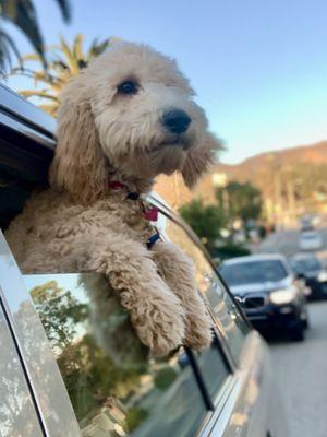 A car window surfer if there ever was one