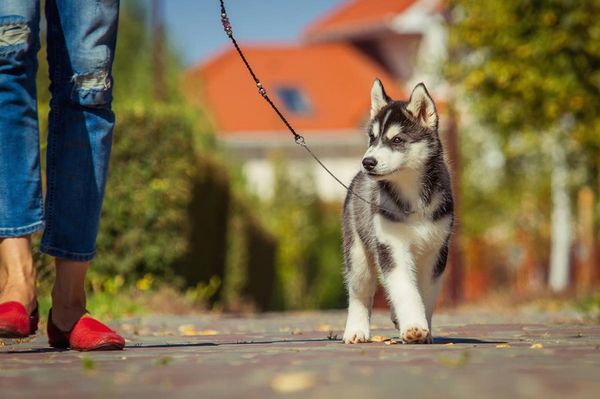 Taking dogs for nice long walks