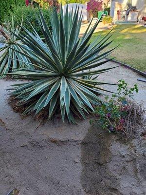 Plant pruning